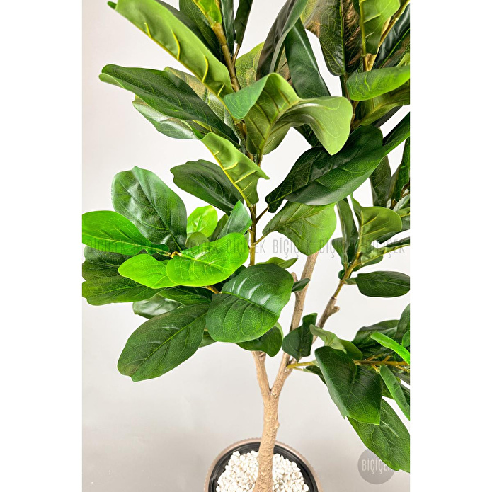 Biçiçek Keman Yapraklı Kauçuk Bitkisi Fiddle Lyrata Gala Saksı 175-200 Cm Beyaz-siyah