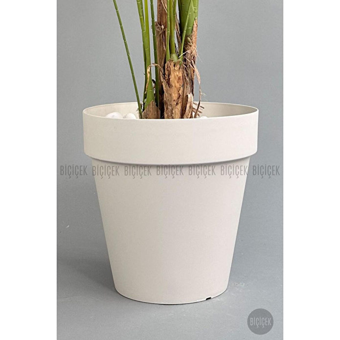 Biçiçek Yapay Areka Ağacı Büyük Boy Palmiye Ağacı 4 Bambu Gövdeli 220cm Kırıkbeyaz Renk Yalı Saksıda