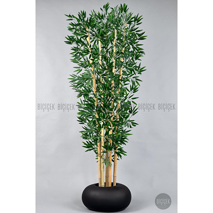 Biçiçek Zen Bambu Ağacı 220-240 Cm Fiber Saksıda Siyahfiber1