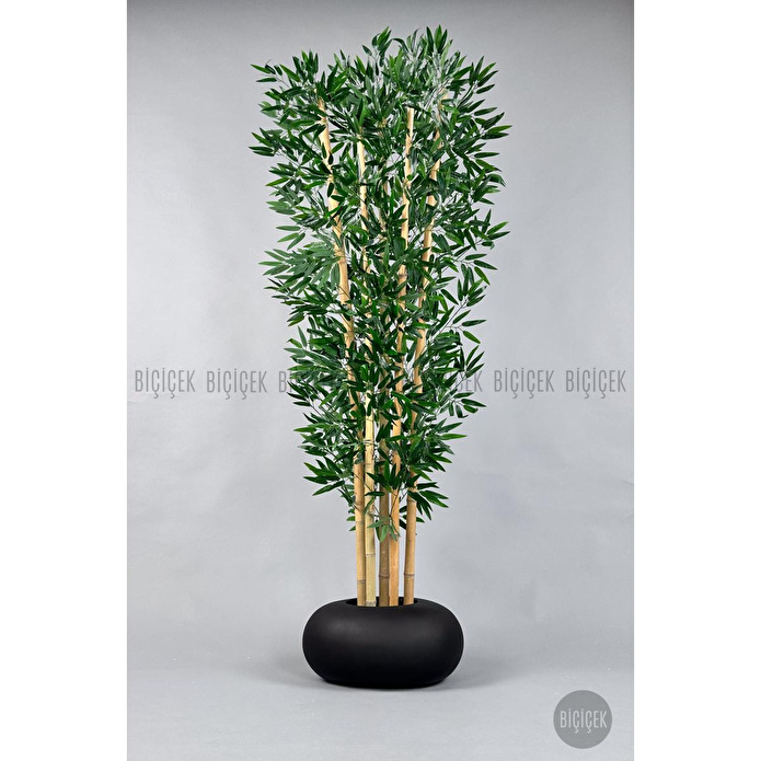 Biçiçek Zen Bambu Ağacı 220-240 Cm Fiber Saksıda Siyahfiber1