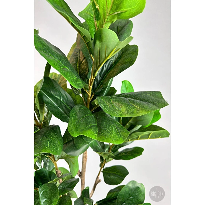 Biçiçek Keman Yapraklı Kauçuk Bitkisi Fiddle Lyrata Gala Saksı 175-200 Cm Kahverengi