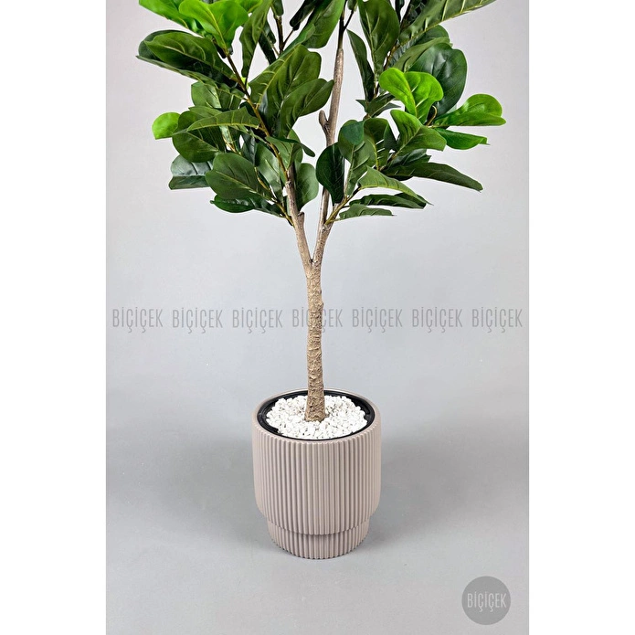 Biçiçek Keman Yapraklı Kauçuk Bitkisi Fiddle Lyrata Gala Saksı 175-200 Cm Kahverengi