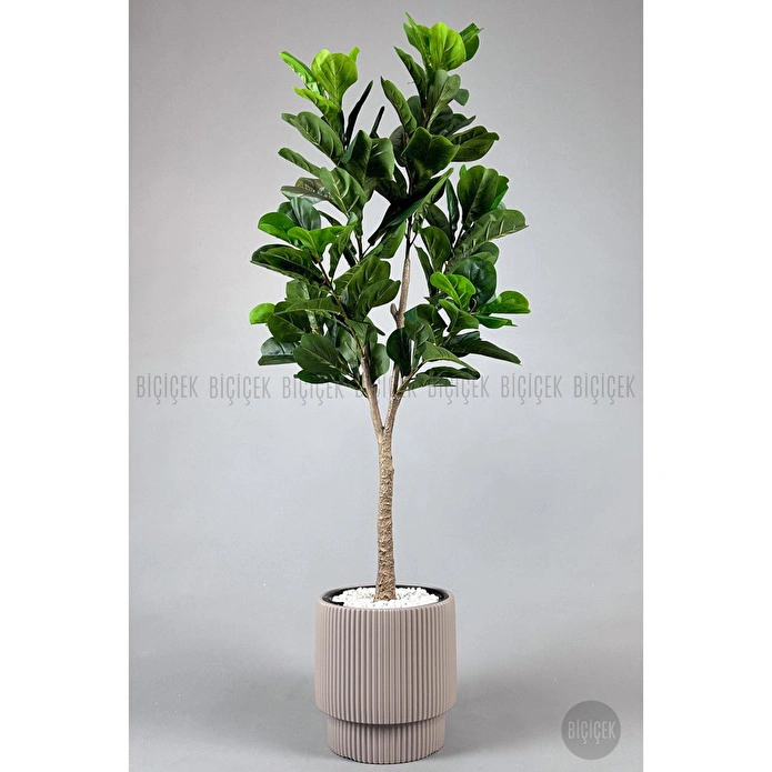Biçiçek Keman Yapraklı Kauçuk Bitkisi Fiddle Lyrata Gala Saksı 175-200 Cm Kahverengi
