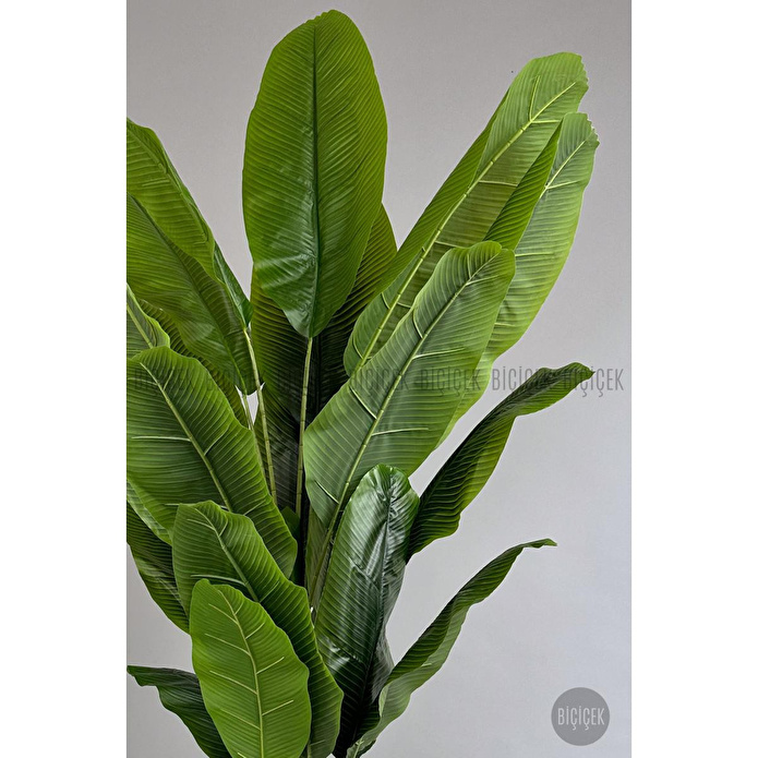 Biçiçek Yapay Ağaç Starliçe Bambu Gövdeli 220cm Büyük Boy Kırıkbeyaz Renk Yalı Saksıda