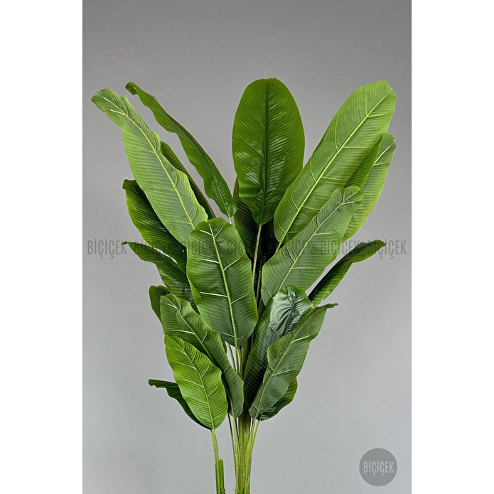 Biçiçek 220cm Starliçe Bitkisi Cleopatra Saksıda Krem Gümüş