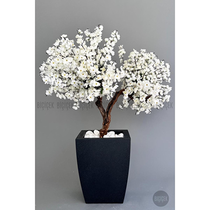 Biçiçek Bonzai Gövdeli Beyaz Sakura Ağacı 100cm Dış Mekana Uygun