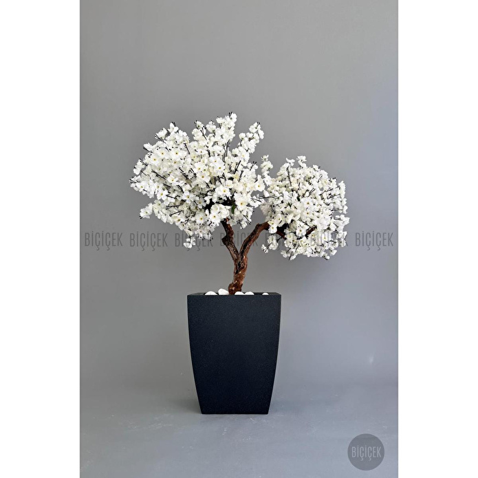 Biçiçek Bonzai Gövdeli Beyaz Sakura Ağacı 100cm Dış Mekana Uygun