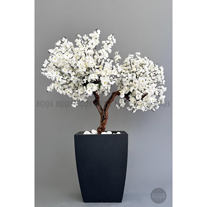 Biçiçek Bonzai Gövdeli Beyaz Sakura Ağacı 100cm Dış Mekana Uygun