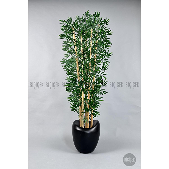 Biçiçek Zen Bambu Ağacı 220-240 Cm Fiber Saksıda Siyahfiber2