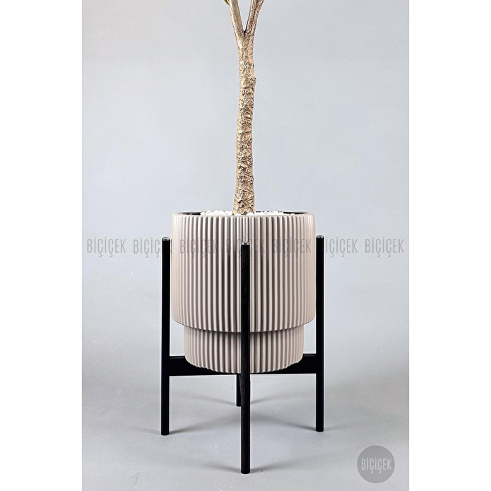 Biçiçek Keman Yapraklı Kauçuk Bitkisi Fiddle Lyrata Gala Saksı 175-200 Cm Kahverengi-siyah