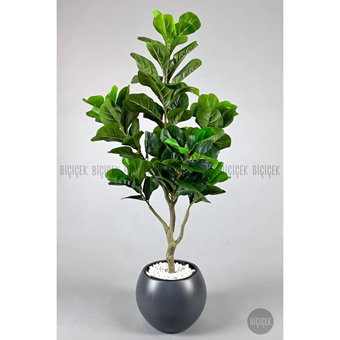 Biçiçek Keman Yapraklı Kauçuk Bitkisi Fiddle Lyrata Küre Saksı 150 Cm Antresit