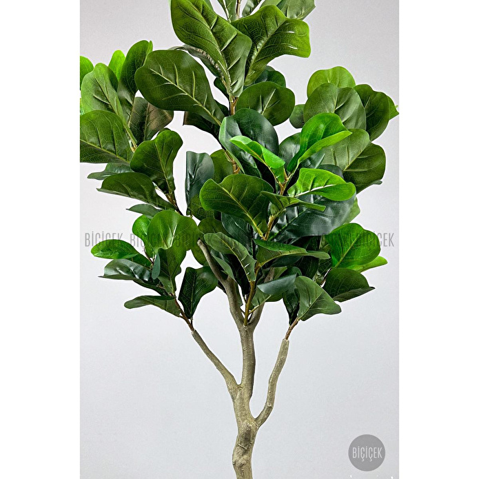 Biçiçek Keman Yapraklı Kauçuk Bitkisi Fiddle Lyrata Küre Saksı 150 Cm Antresit