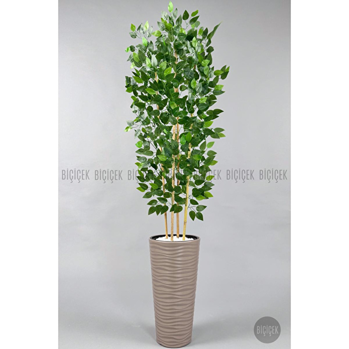 Biçiçek Yapay Benjamin Ağacı 180 Cm Yoğun Yapraklı Bambu Gövdeli Bej Renk Kumsal Saksıda