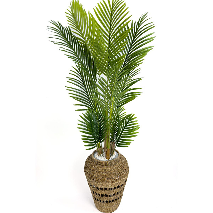 Biçiçek Luxury Areka Palmiyesi 180cm Hasır Saksıda Bohem3