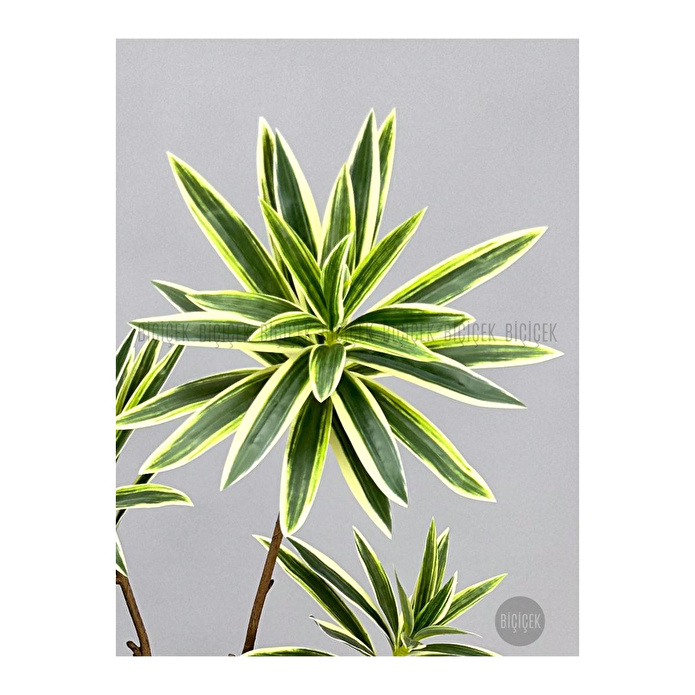 Biçiçek 160 Cm Dragon Bitkisi Yapay Dracaena Küre Saksıda Beyaz1