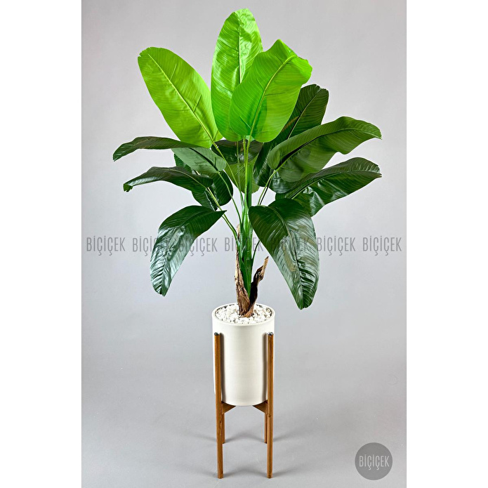 Biçiçek Muz Ağacı Tek Gövde 125-175 Cm Çok Renkli