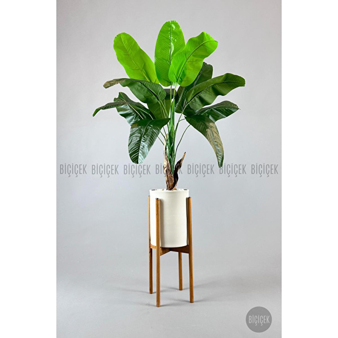 Biçiçek Muz Ağacı Tek Gövde 125-175 Cm Çok Renkli