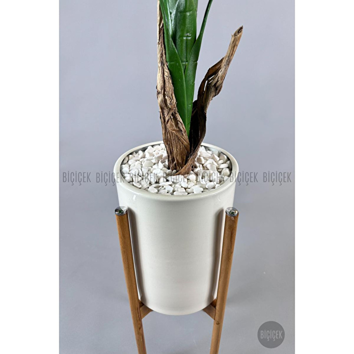 Biçiçek Muz Ağacı Tek Gövde 125-175 Cm Çok Renkli