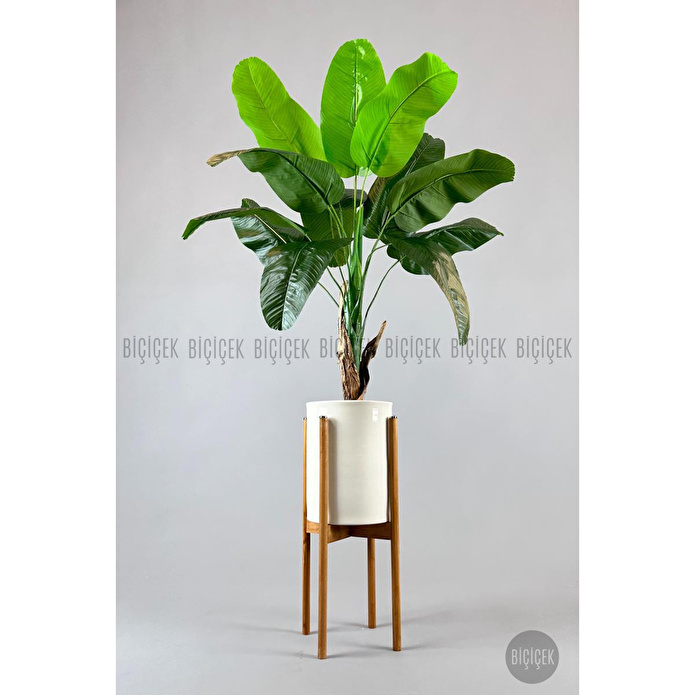 Biçiçek Muz Ağacı Tek Gövde 125-175 Cm Çok Renkli