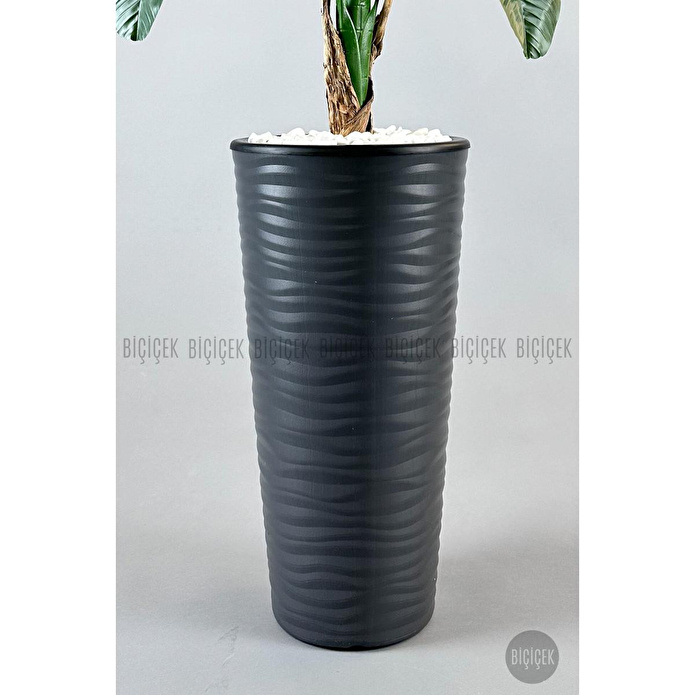 Biçiçek Muz Ağacı Tek Gövde 125-175 Cm Gri