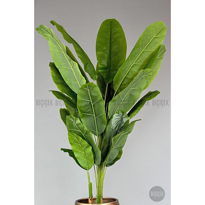 Biçiçek 220cm Starliçe Bitkisi Cleopatra Saksıda Siyah Gold