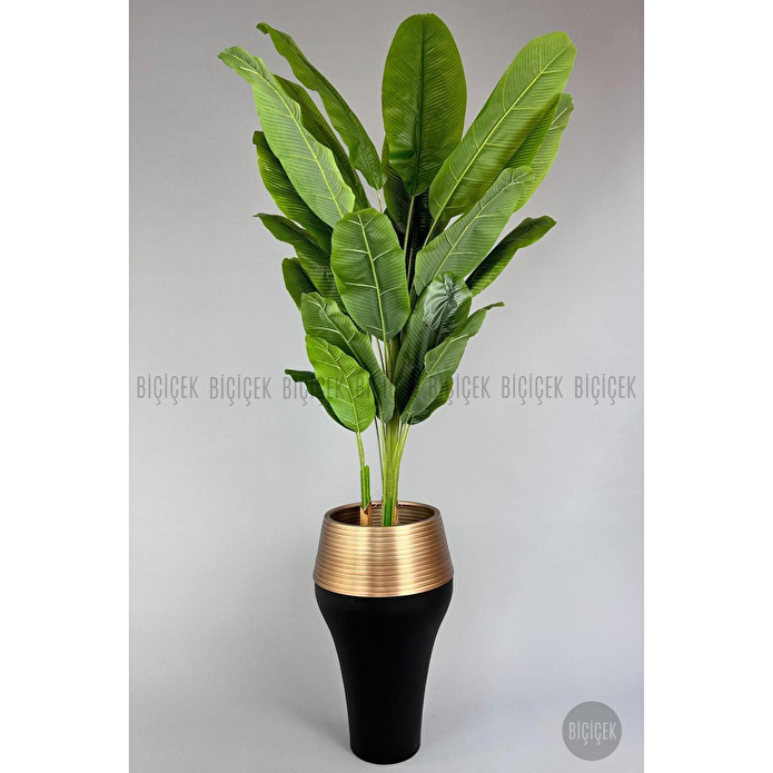 Biçiçek 220cm Starliçe Bitkisi Cleopatra Saksıda Siyah Gold