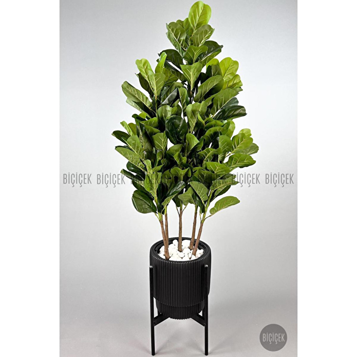 Biçiçek Keman Yapraklı Kauçuk Bitkisi Gala Saksıda Fiddle Lyrata 6