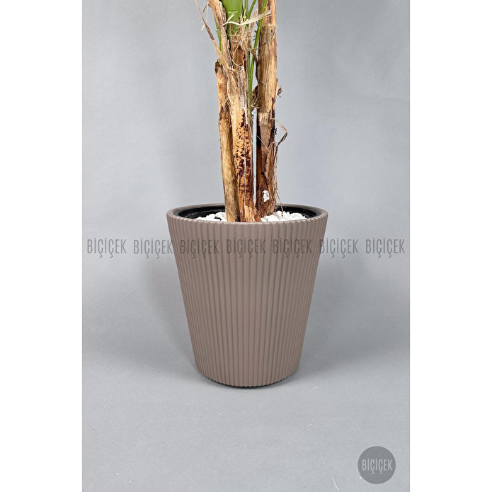 Biçiçek Areka Ağacı 220-240 Cm Kahverengiluna