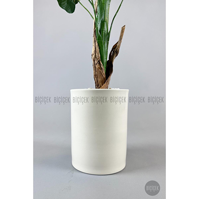 Biçiçek Muz Ağacı Tek Gövde 125-175 Cm Krem