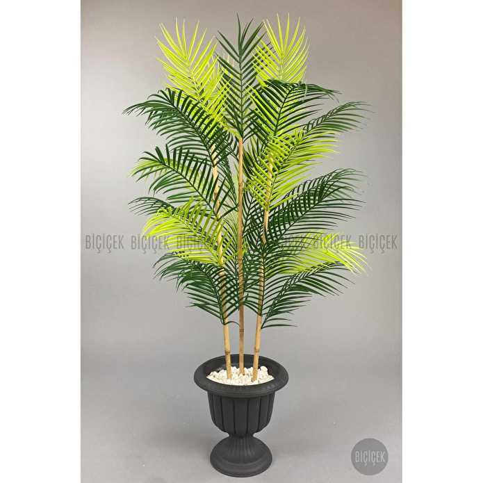 Biçiçek 125cm Areka Ağacı 24 Yapraklı Nergiz Saksıda 1