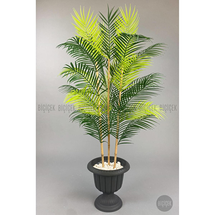 Biçiçek 125cm Areka Ağacı 24 Yapraklı Nergiz Saksıda 1