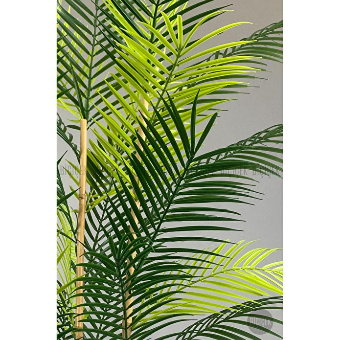 Biçiçek 115cm Areka Ağacı 24 Yapraklı Yakut Saksıda 1