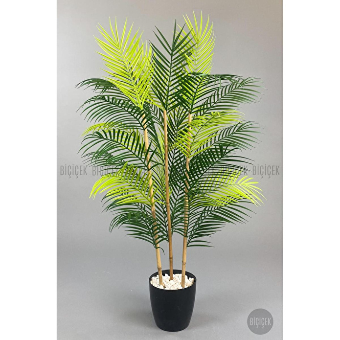 Biçiçek 115cm Areka Ağacı 24 Yapraklı Yakut Saksıda 2