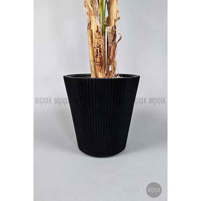 Biçiçek Areka Ağacı 220-240 Cm Siyahluna