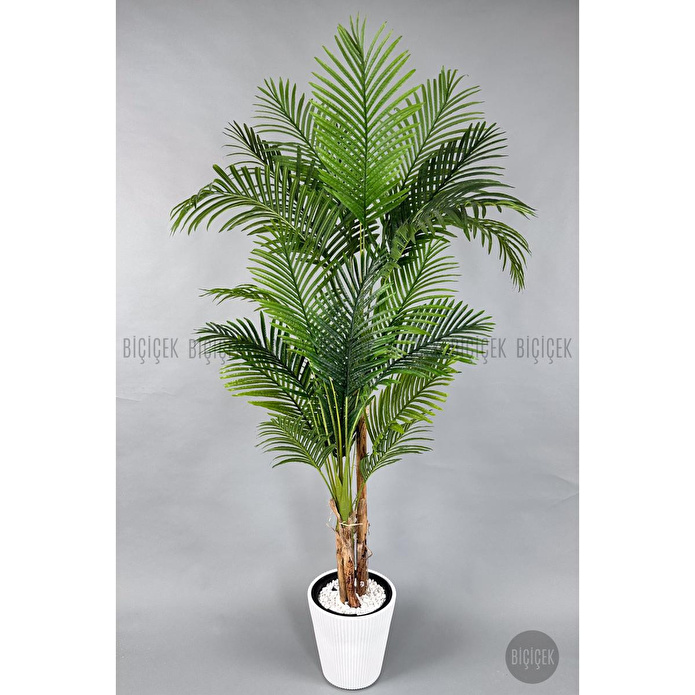 Biçiçek Areka Ağacı 220-240 Cm Beyazluna