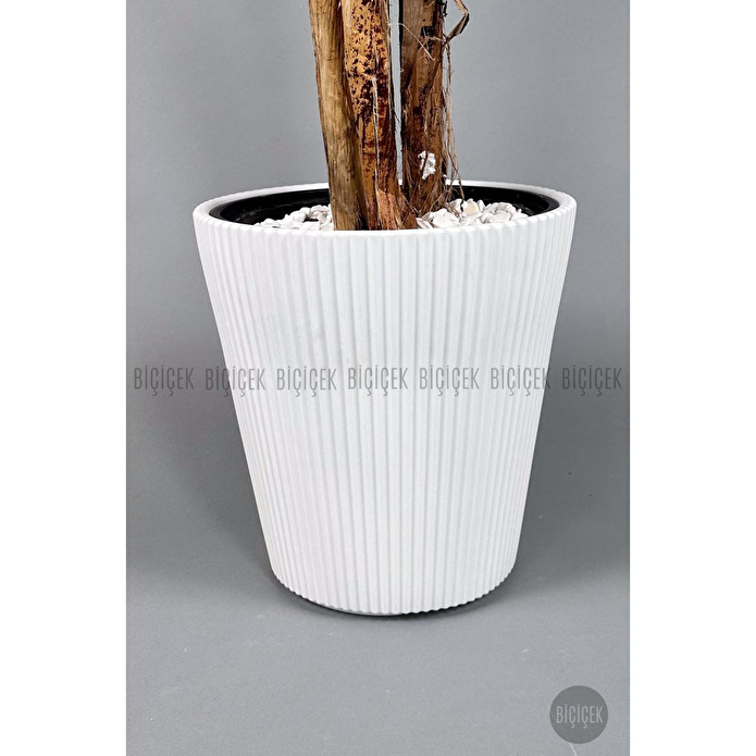 Biçiçek Areka Ağacı 220-240 Cm Beyazluna