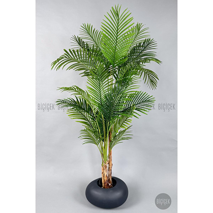 Biçiçek Areka Ağacı 220-240 Cm Grifiber2