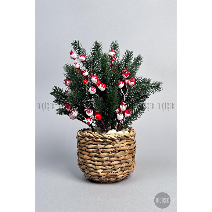 Biçiçek Koki̇na Bi̇tki̇si̇ 35 Cm Hasir Saksida 48 Meyveli̇ Yilbaşi Bi̇tki̇si̇