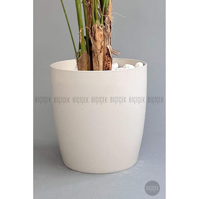 Biçiçek Yapay Areka Palmiyesi 200 Cm Kırıkbeyaz Yakut Saksıda