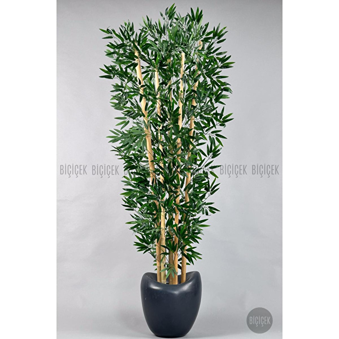 Biçiçek Zen Bambu Ağacı 220-240 Cm Fiber Saksıda Grifiber2