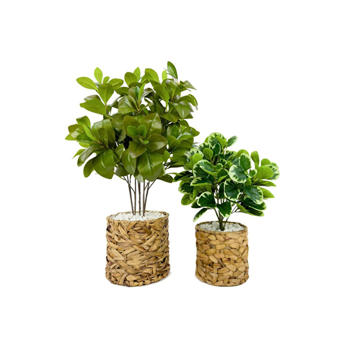 Biçiçek Şans Bitkisi 70ve50cm Hasır Saksıda