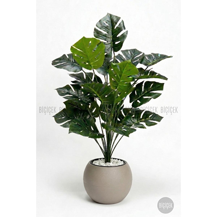 Biçiçek Monstera Bitkisi 65 Cm Küre Saksıda