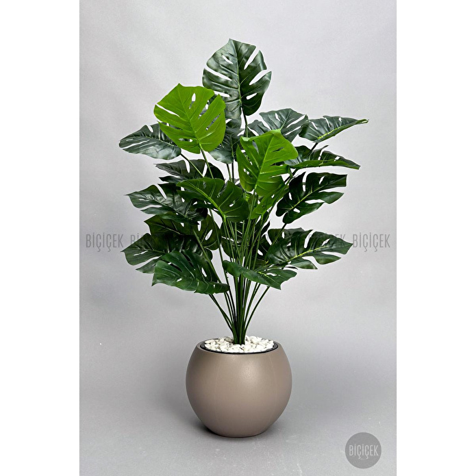 Biçiçek Monstera Bitkisi 65 Cm Küre Saksıda