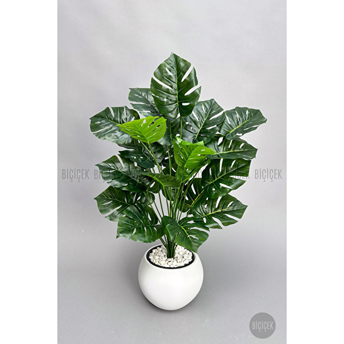 Biçiçek Monstera Bitkisi 65 Cm Küre Saksıda