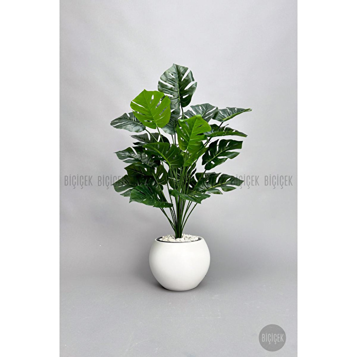 Biçiçek Monstera Bitkisi 65 Cm Küre Saksıda