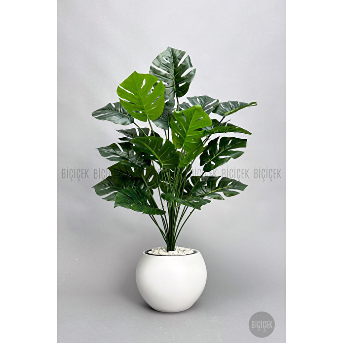 Biçiçek Monstera Bitkisi 65 Cm Küre Saksıda