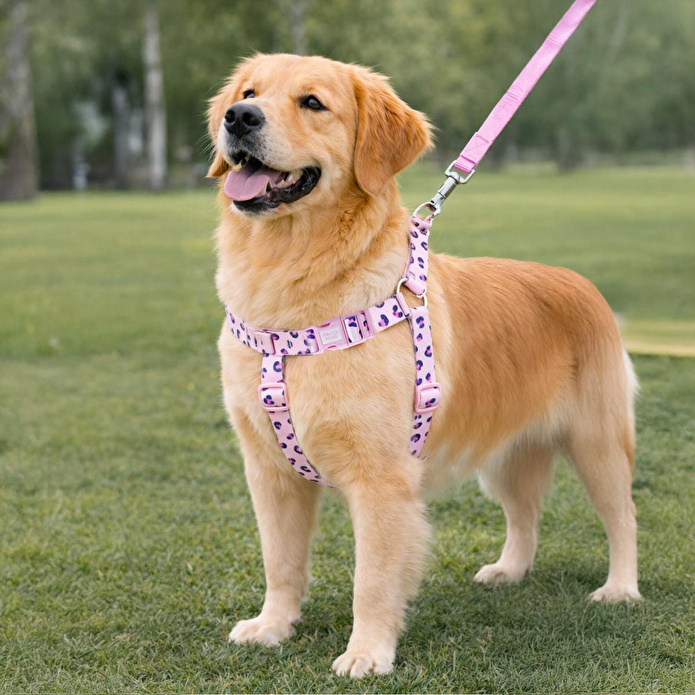 Bloominbag Swissplus Urban Paws Pink Leo Geri Dönüştürülmüş H-tipi Köpek Göğüs Tasması-l