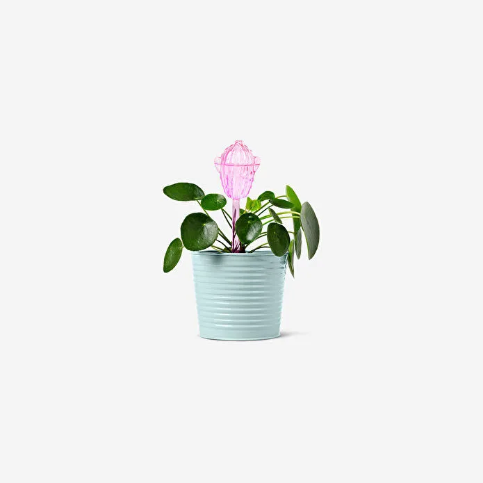 Flying Tiger Copenhagen Pembe Kaktüs Şeklinde Saksı Sulama Aparatı