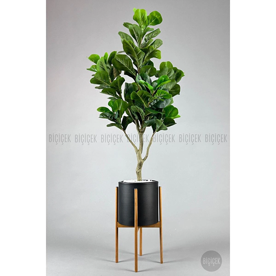 Biçiçek Keman Yapraklı Kauçuk Bitkisi Fiddle Lyrata Metal Saksı Siyah- 175cm
