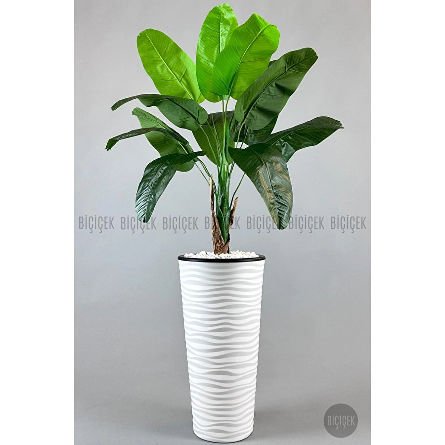 Biçiçek Muz Ağacı Tek Gövde 125-175 Cm Beyaz